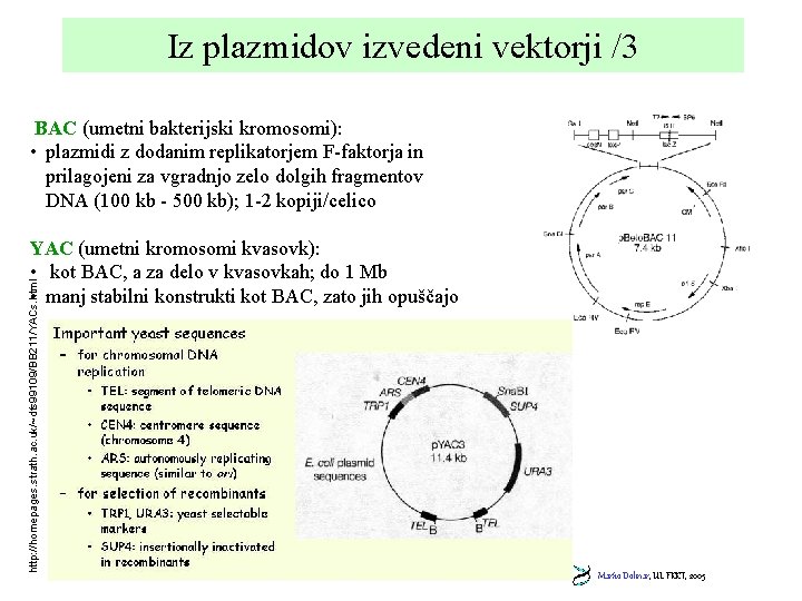 Iz plazmidov izvedeni vektorji /3 BAC (umetni bakterijski kromosomi): • plazmidi z dodanim replikatorjem