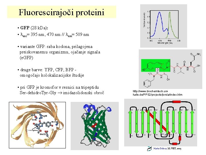 Fluorescirajoči proteini • GFP (28 k. Da): • exc= 395 nm, 470 nm //