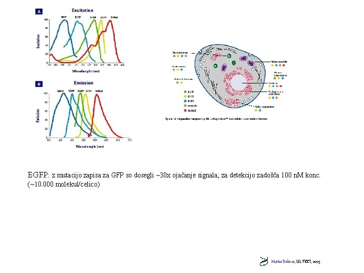 EGFP: z mutacijo zapisa za GFP so dosegli ~30 x ojačanje signala; za detekcijo