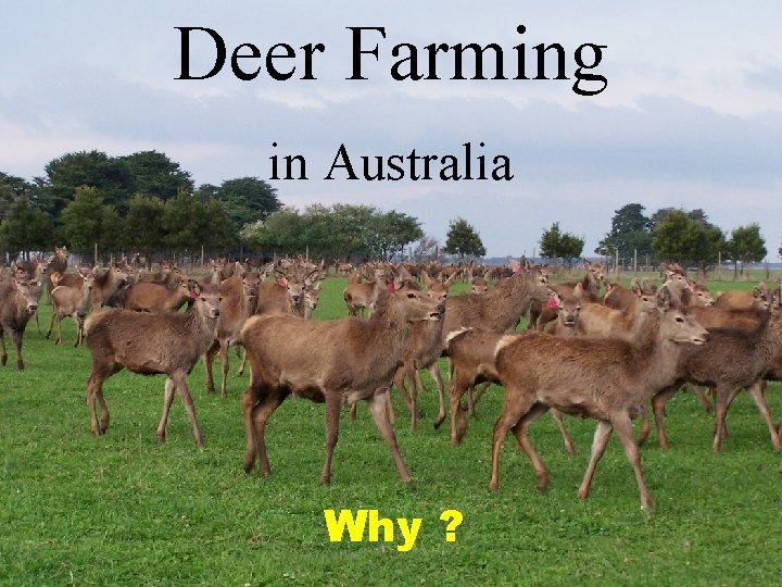 Deer Farming in Australia Why ? 