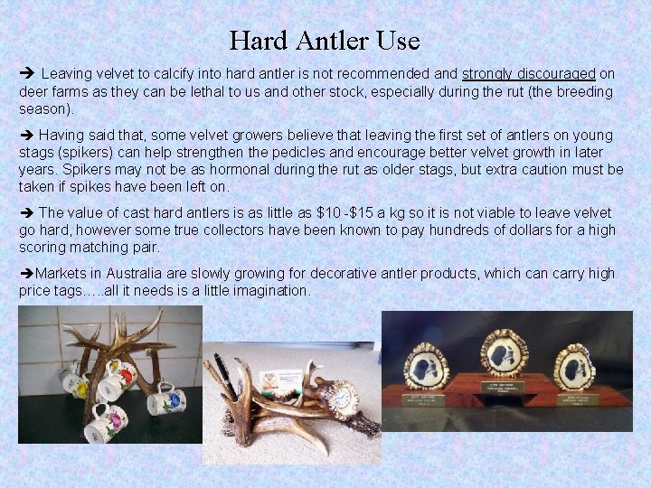 Hard Antler Use è Leaving velvet to calcify into hard antler is not recommended