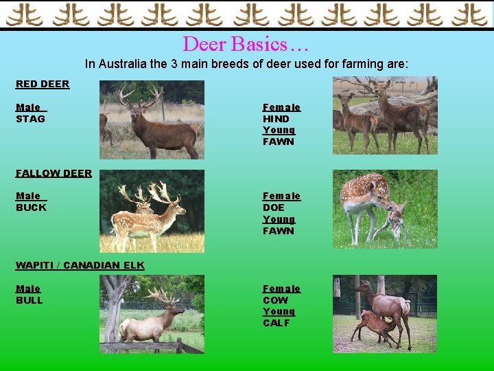 Deer Basics… In Australia the 3 main breeds of deer used for farming are: