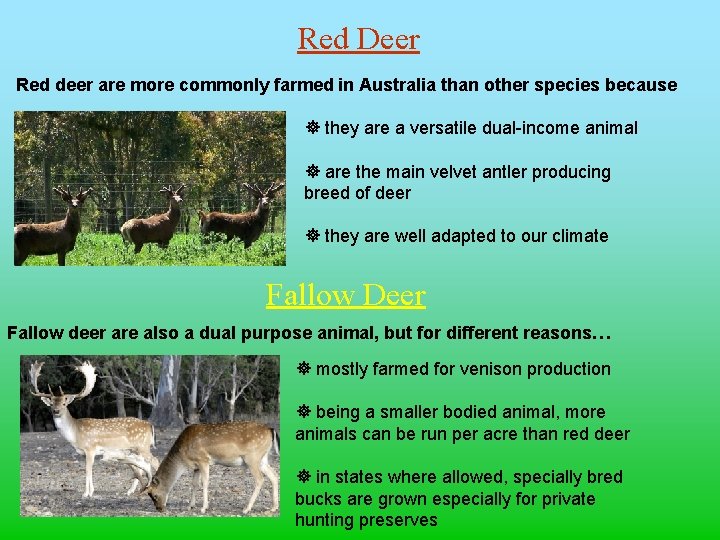 Red Deer Red deer are more commonly farmed in Australia than other species because