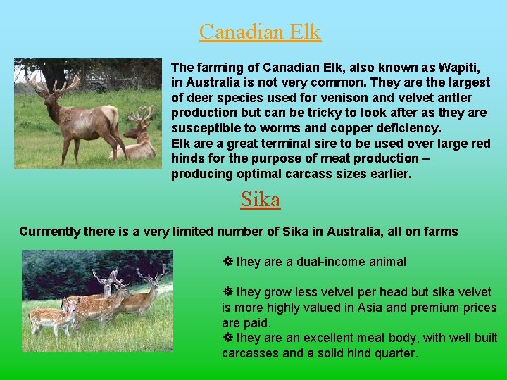 Canadian Elk The farming of Canadian Elk, also known as Wapiti, in Australia is