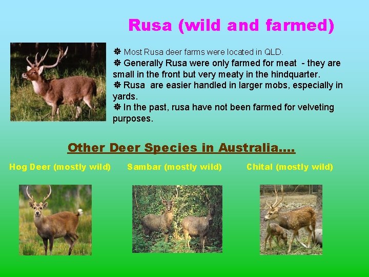 Rusa (wild and farmed) Most Rusa deer farms were located in QLD. Generally Rusa