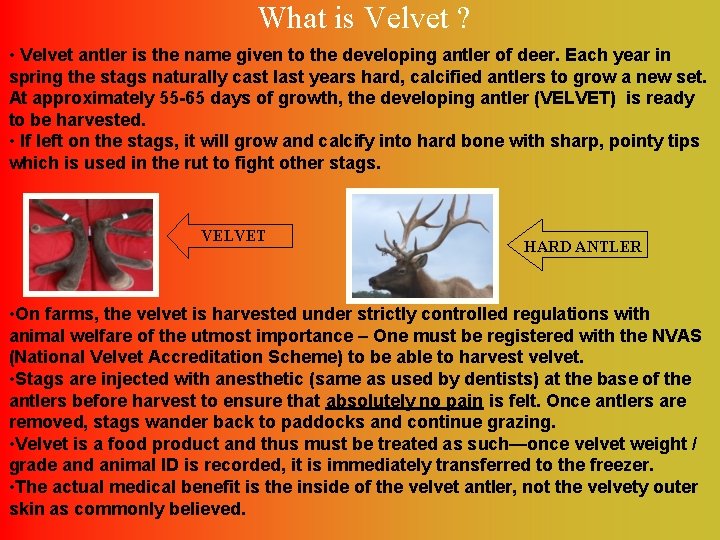 What is Velvet ? • Velvet antler is the name given to the developing