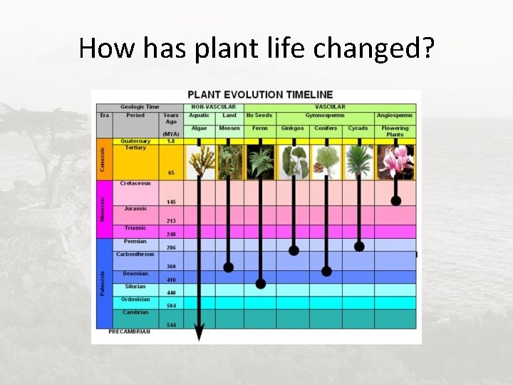 How has plant life changed? 