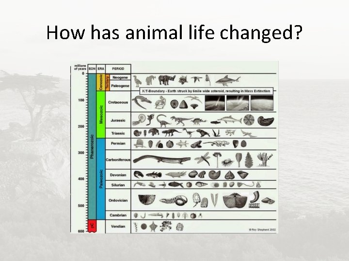 How has animal life changed? 