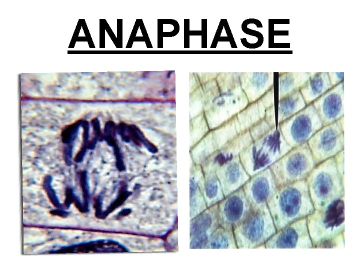 Cell Cycle and Mitosis How do cells make
