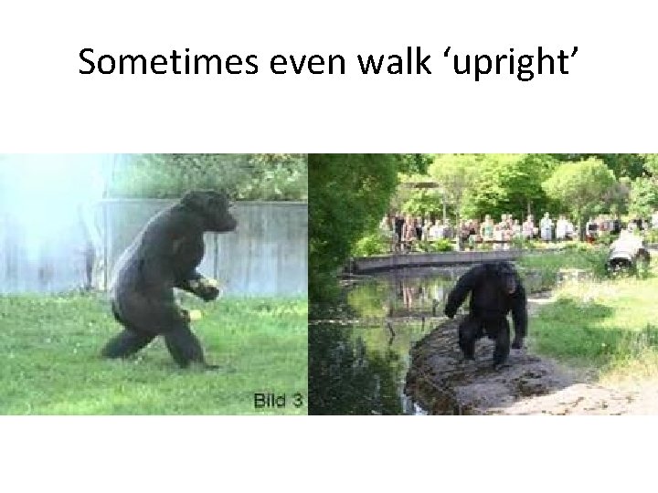 Sometimes even walk ‘upright’ 