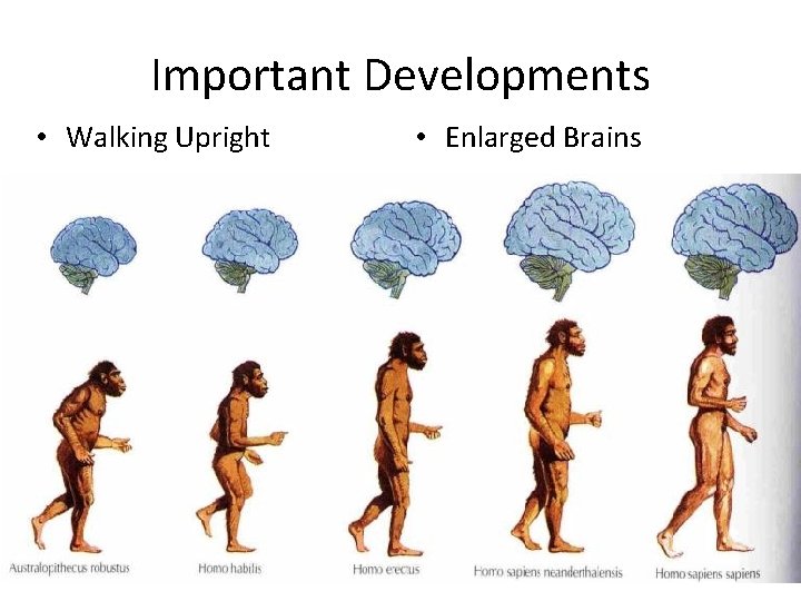 Important Developments • Walking Upright • Enlarged Brains 