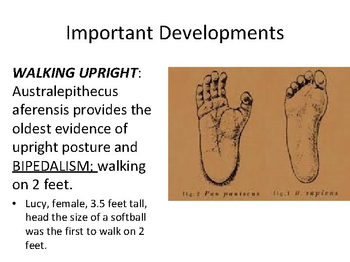 Important Developments WALKING UPRIGHT: Australepithecus aferensis provides the oldest evidence of upright posture and