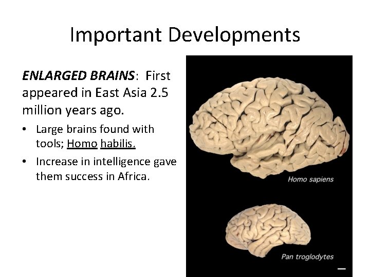 Important Developments ENLARGED BRAINS: First appeared in East Asia 2. 5 million years ago.