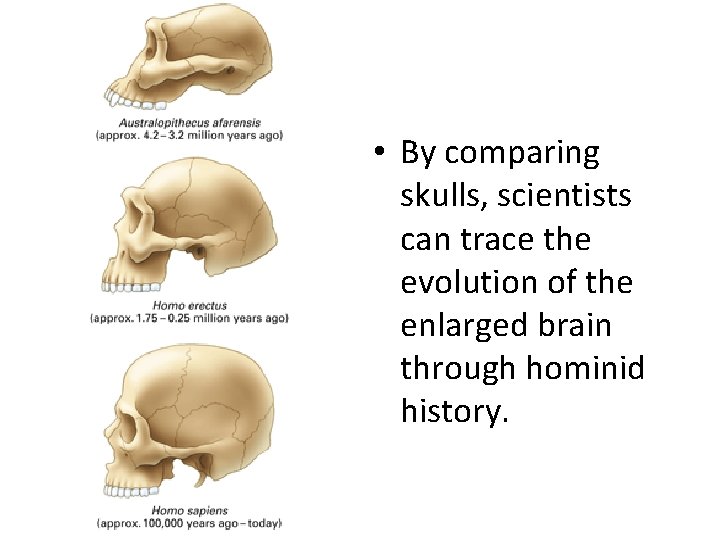  • By comparing skulls, scientists can trace the evolution of the enlarged brain