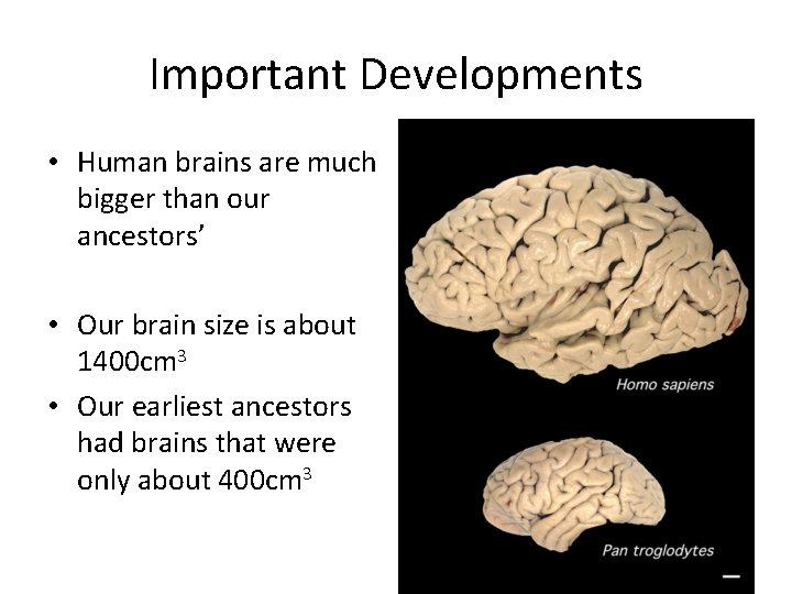 Important Developments • Human brains are much bigger than our ancestors’ • Our brain