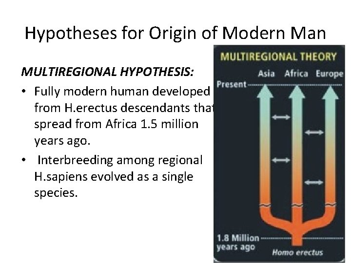 Hypotheses for Origin of Modern Man MULTIREGIONAL HYPOTHESIS: • Fully modern human developed from