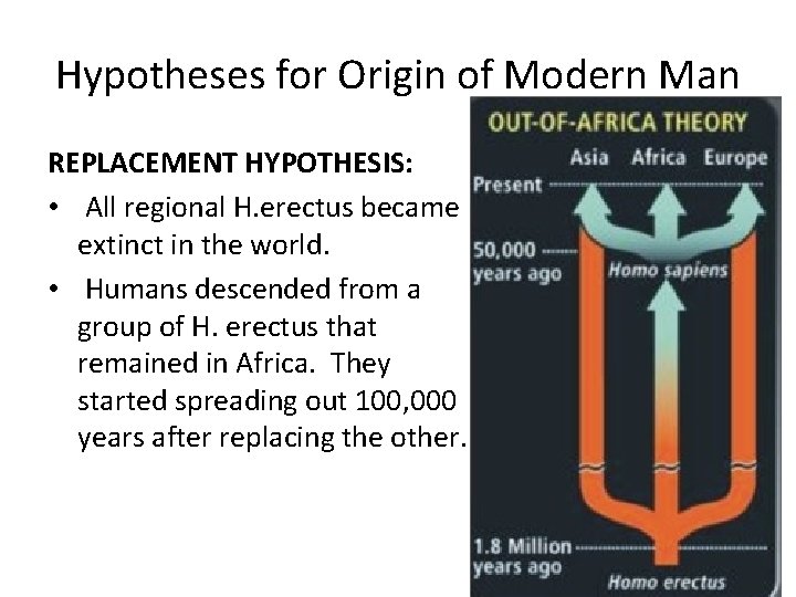 Hypotheses for Origin of Modern Man REPLACEMENT HYPOTHESIS: • All regional H. erectus became