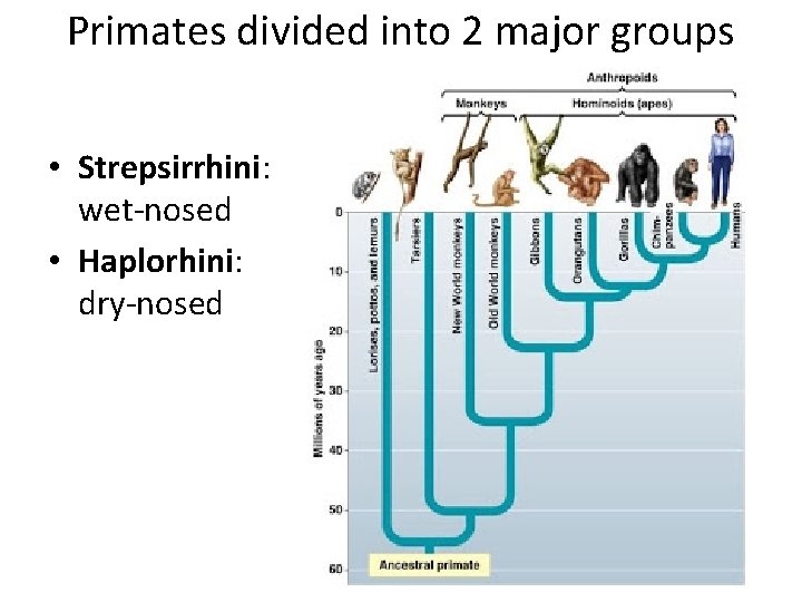 Primates divided into 2 major groups • Strepsirrhini: wet-nosed • Haplorhini: dry-nosed 