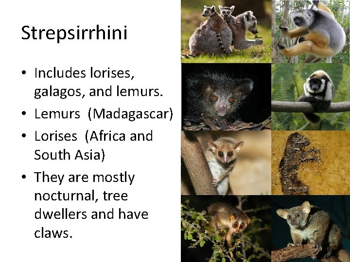 Strepsirrhini • Includes lorises, galagos, and lemurs. • Lemurs (Madagascar) • Lorises (Africa and