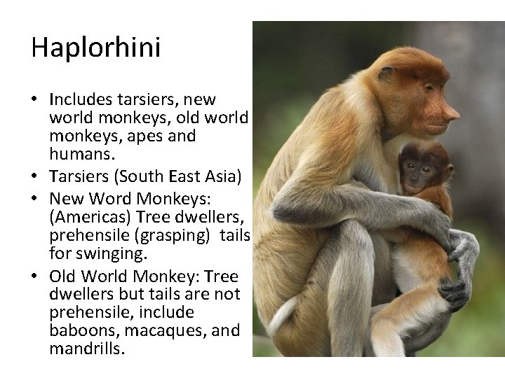 Haplorhini • Includes tarsiers, new world monkeys, old world monkeys, apes and humans. •