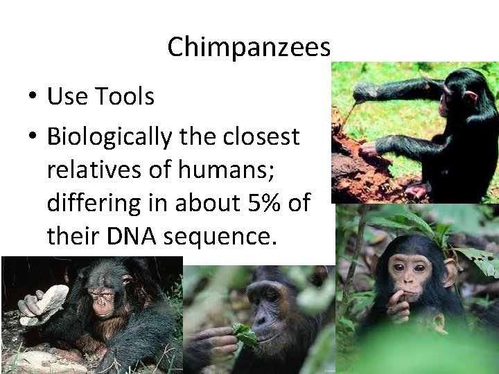 Chimpanzees • Use Tools • Biologically the closest relatives of humans; differing in about