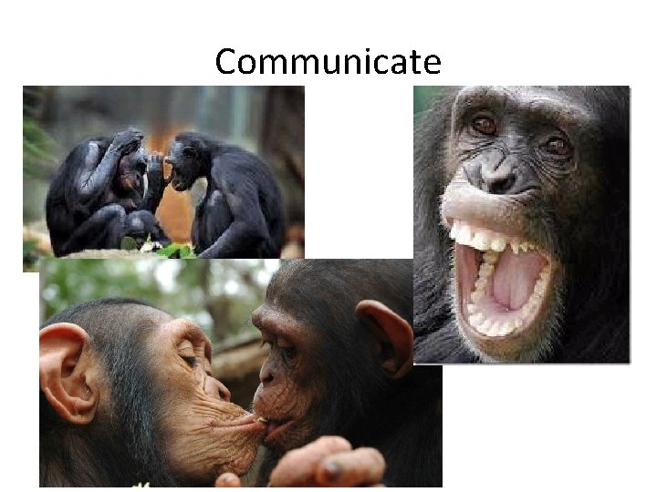 Communicate 