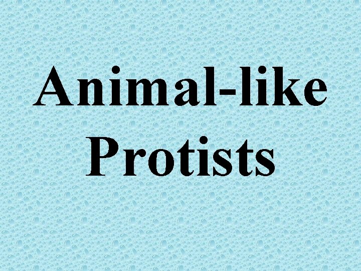 Animal-like Protists 