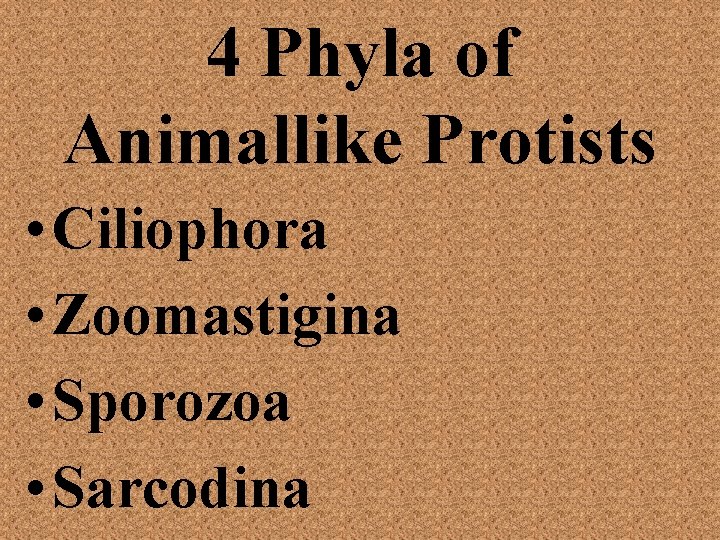 4 Phyla of Animallike Protists • Ciliophora • Zoomastigina • Sporozoa • Sarcodina 