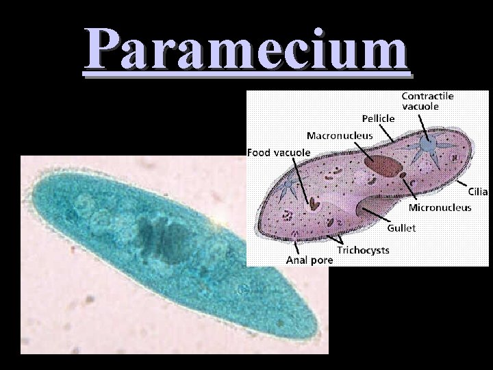 Paramecium 