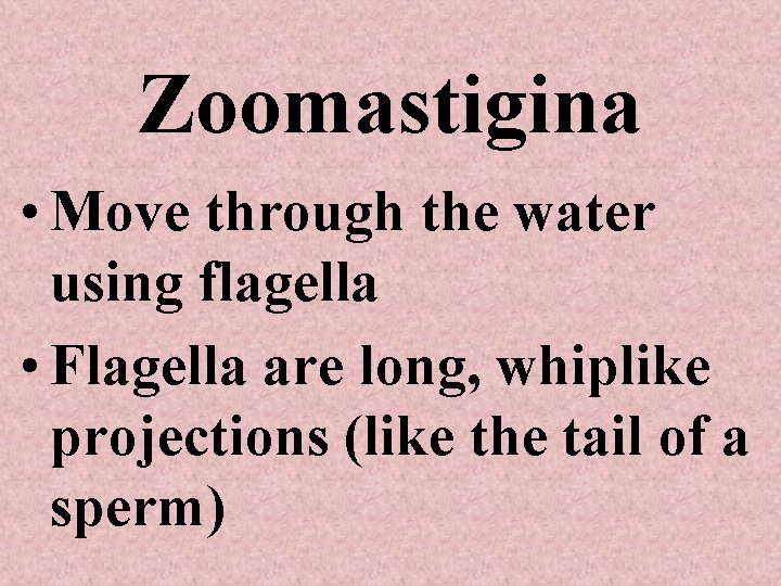 Zoomastigina • Move through the water using flagella • Flagella are long, whiplike projections