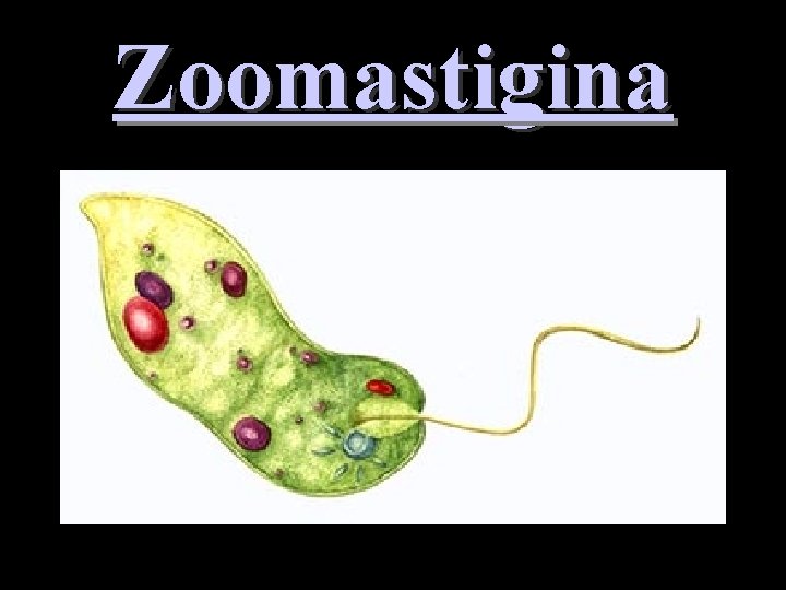 Zoomastigina 