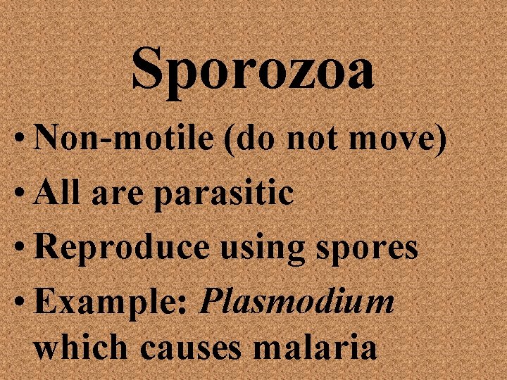 Sporozoa • Non-motile (do not move) • All are parasitic • Reproduce using spores