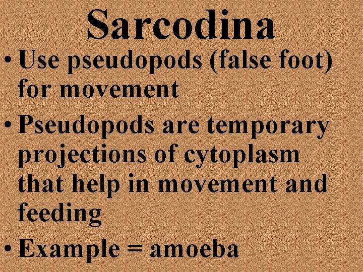 Sarcodina • Use pseudopods (false foot) for movement • Pseudopods are temporary projections of