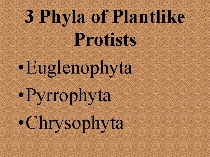 3 Phyla of Plantlike Protists • Euglenophyta • Pyrrophyta • Chrysophyta 