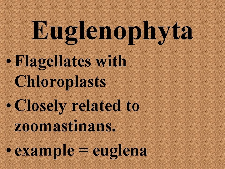 Euglenophyta • Flagellates with Chloroplasts • Closely related to zoomastinans. • example = euglena