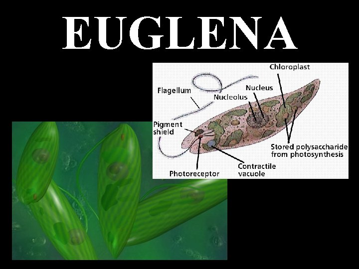 EUGLENA 