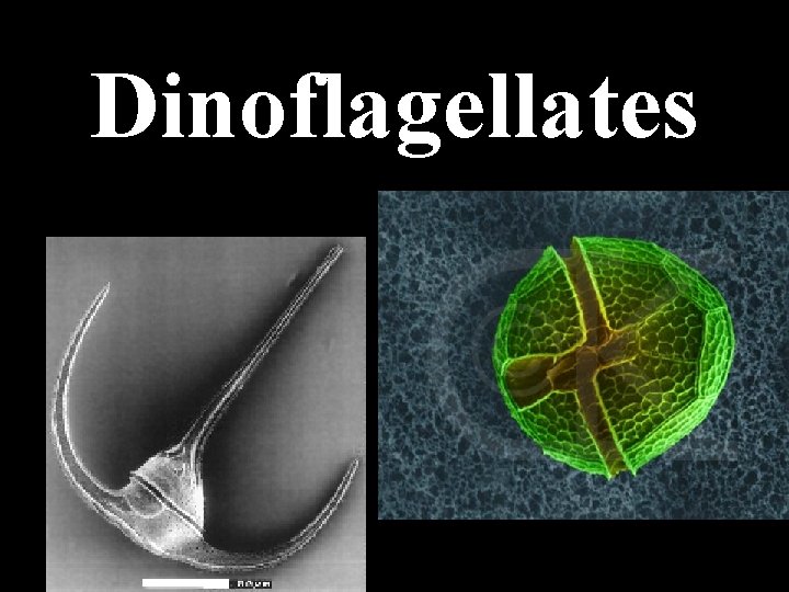 Dinoflagellates 