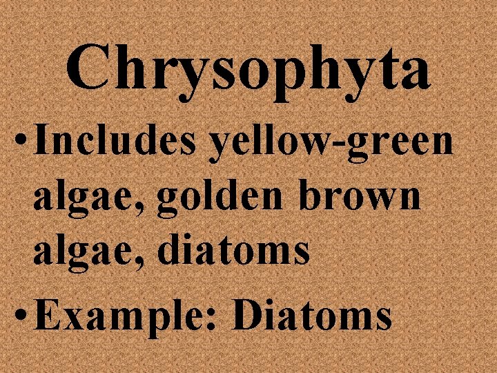 Chrysophyta • Includes yellow-green algae, golden brown algae, diatoms • Example: Diatoms 