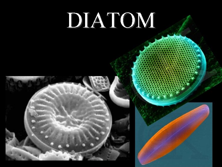 DIATOM 