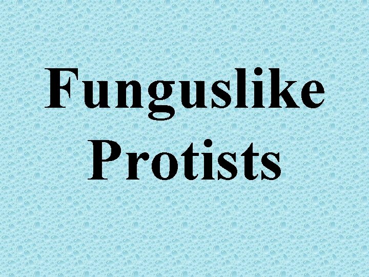Funguslike Protists 
