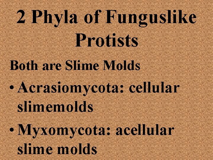 2 Phyla of Funguslike Protists Both are Slime Molds • Acrasiomycota: cellular slimemolds •