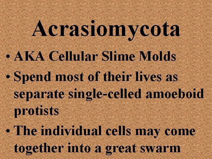 Acrasiomycota • AKA Cellular Slime Molds • Spend most of their lives as separate
