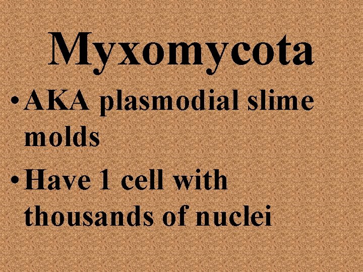 Myxomycota • AKA plasmodial slime molds • Have 1 cell with thousands of nuclei