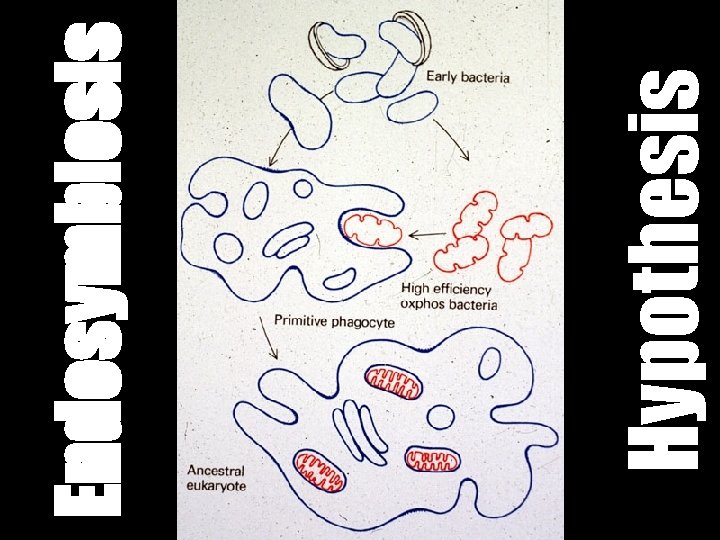 Hypothesis Endosymbiosis 