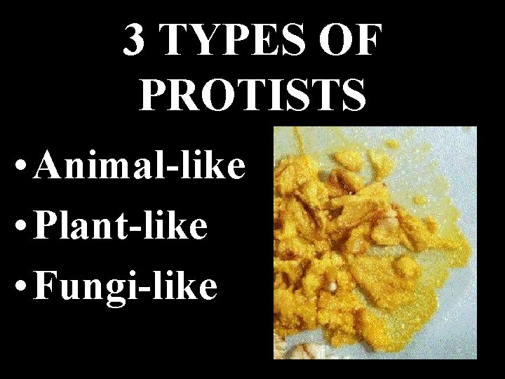 3 TYPES OF PROTISTS • Animal-like • Plant-like • Fungi-like 