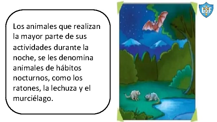Los animales que realizan la mayor parte de sus actividades durante la noche, se