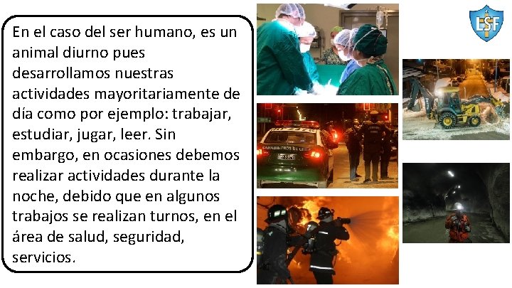 En el caso del ser humano, es un animal diurno pues desarrollamos nuestras actividades