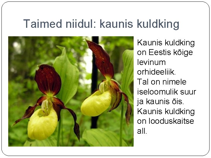 Taimed niidul: kaunis kuldking Kaunis kuldking on Eestis kõige levinum orhideeliik. Tal on nimele