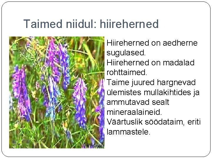 Taimed niidul: hiireherned Hiireherned on aedherne sugulased. Hiireherned on madalad rohttaimed. Taime juured hargnevad