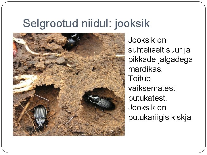 Selgrootud niidul: jooksik Jooksik on suhteliselt suur ja pikkade jalgadega mardikas. Toitub väiksematest putukatest.